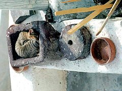 Gatti (176)